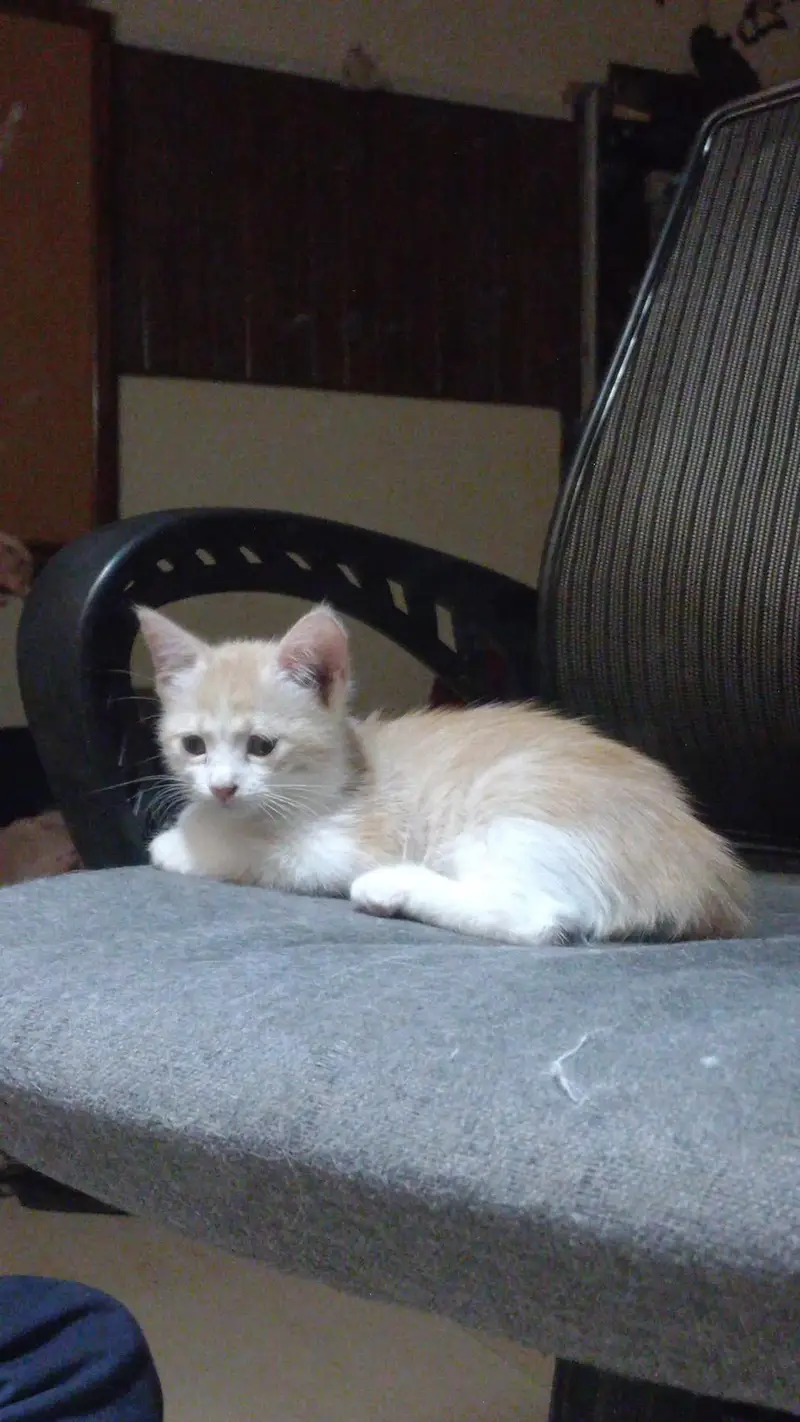 female kitten for sale — photo 3