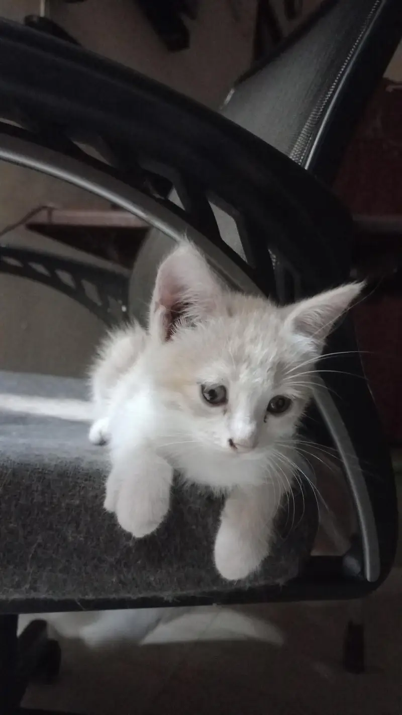female kitten for sale — photo 4