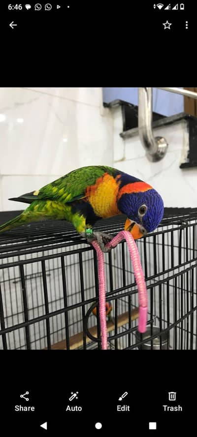 Red Collar lorie Parrot