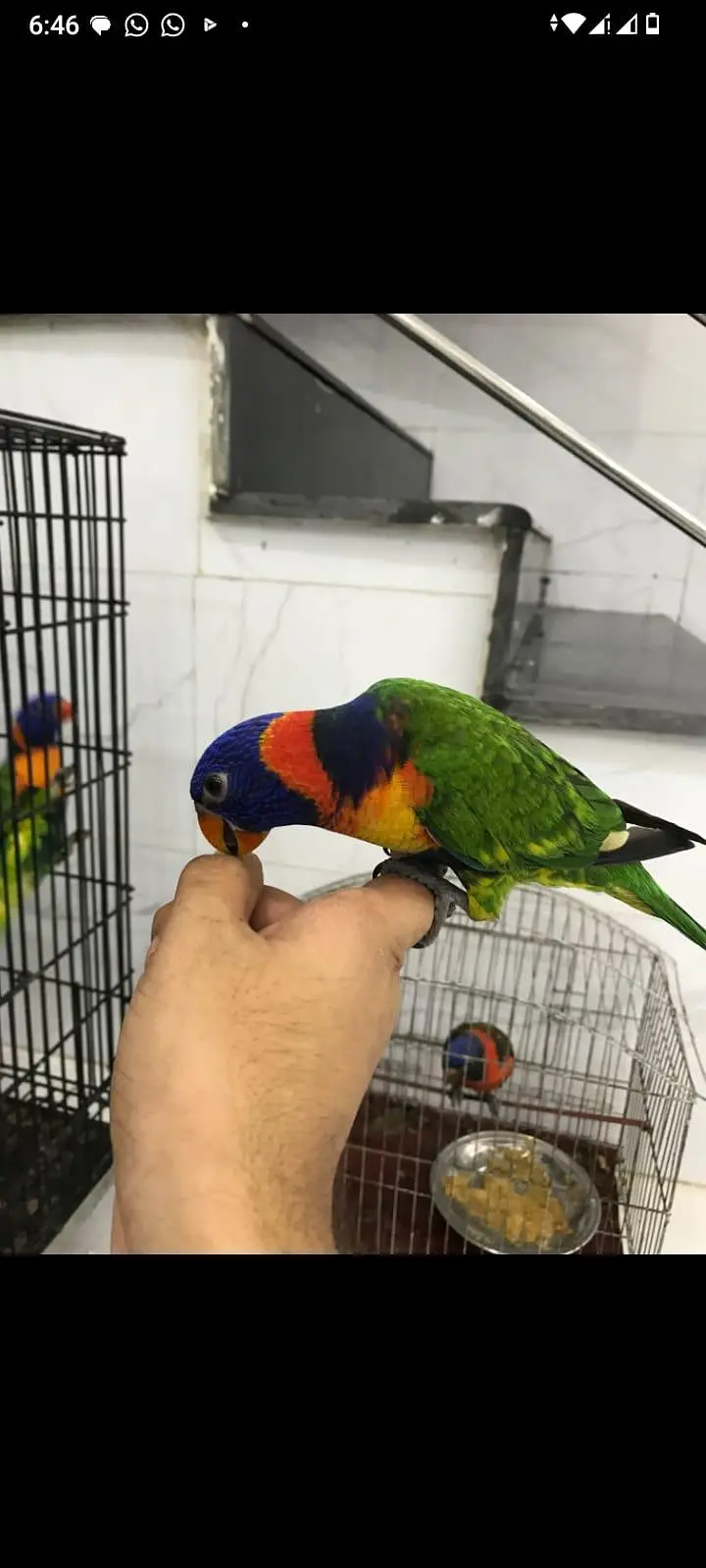 Red Collar lorie Parrot — photo 2