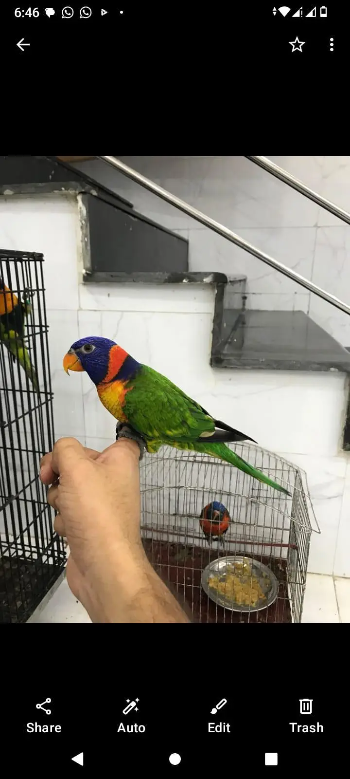 Red Collar lorie Parrot — photo 3