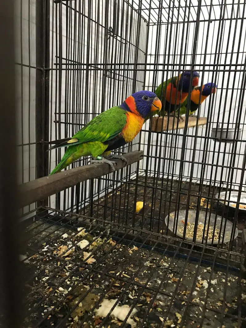 Red Collar lorie Parrot — photo 4