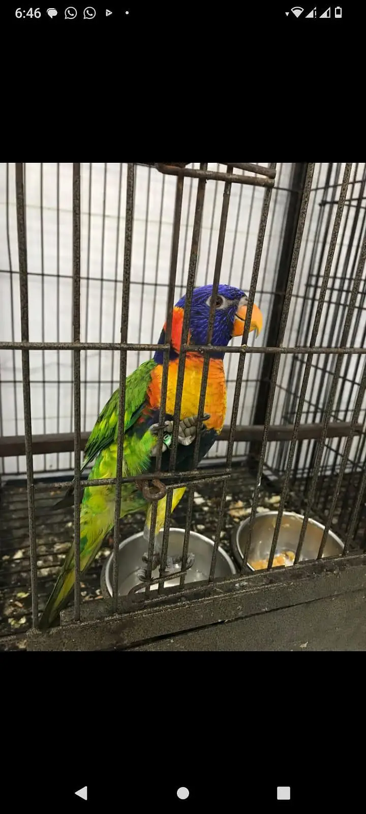 Red Collar lorie Parrot — photo 5