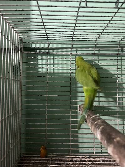 green neck parrot kid