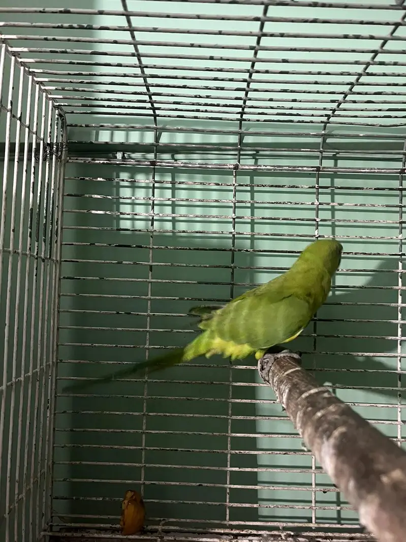 green neck parrot kid — photo 2