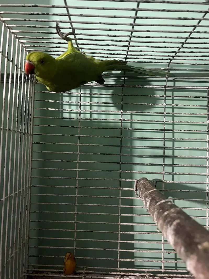 green neck parrot kid — photo 3