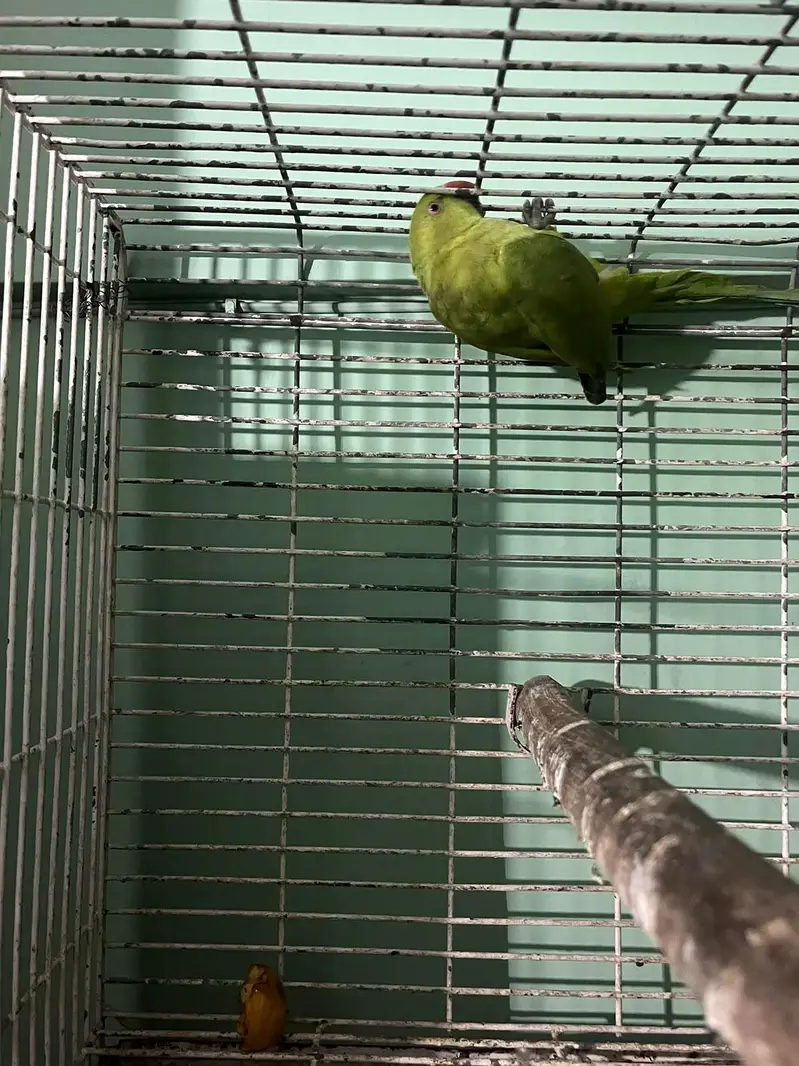 green neck parrot kid — photo 4