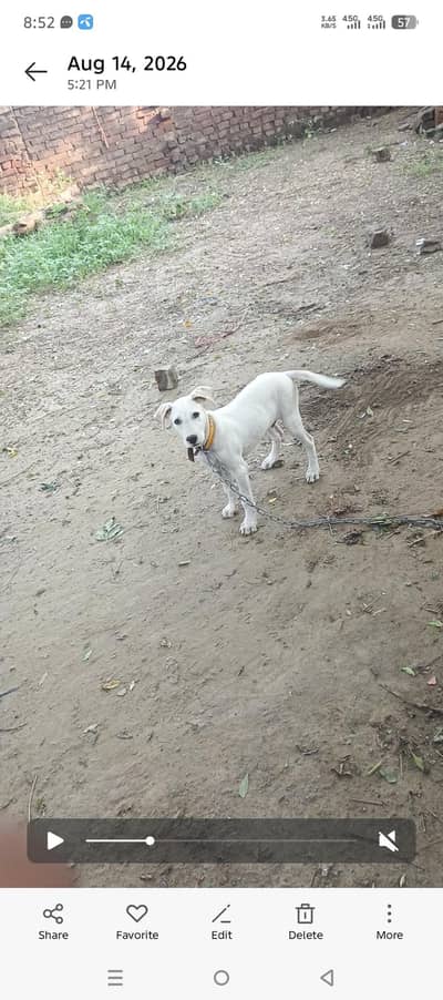gultair puppy 4month old
