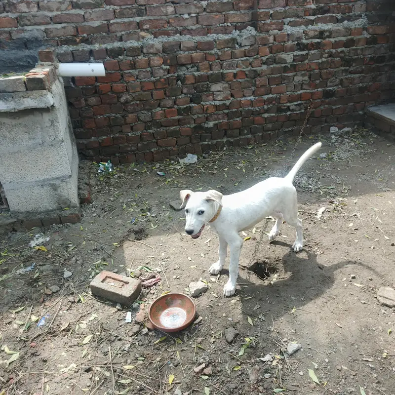gultair puppy 4month old — photo 2