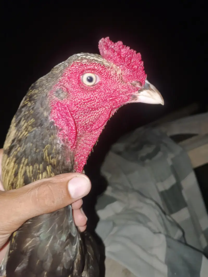 Paramoze Aseel Murga — photo 5