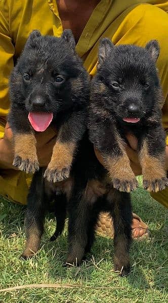 German shepherd long cout pair 2 mahnt for sale active and healthy
