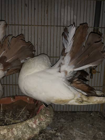 Redtail breeder pair