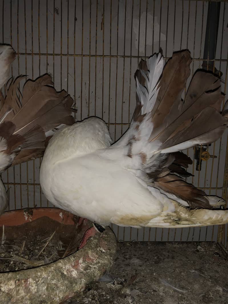 Redtail breeder pair 0