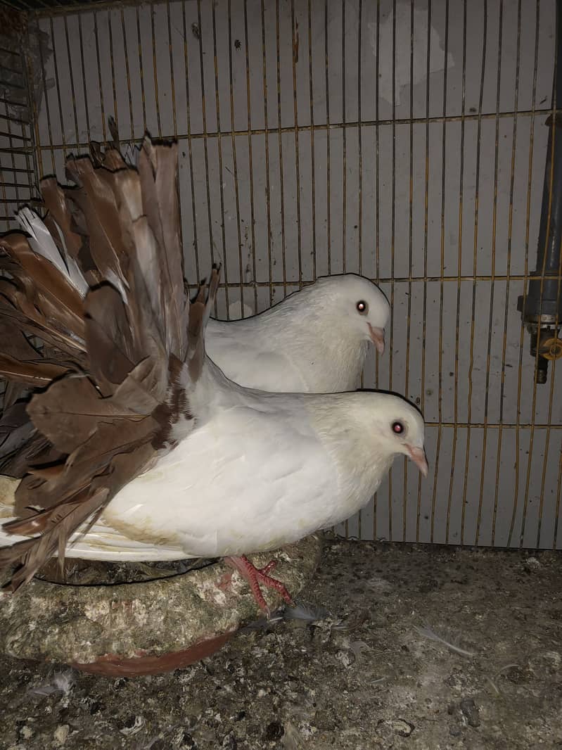 Redtail breeder pair 1