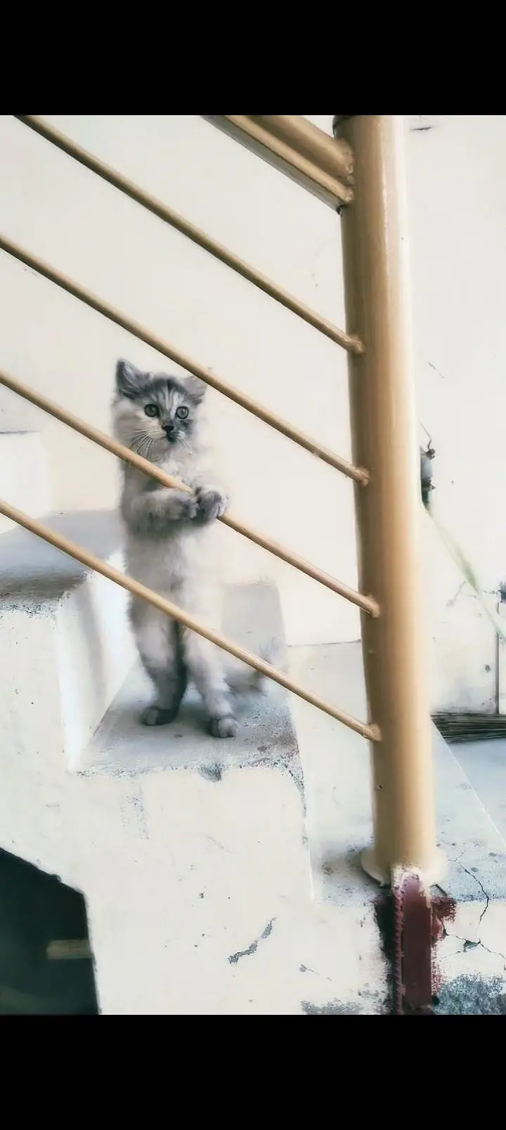 Smokey Persian kitten for sale — photo 2
