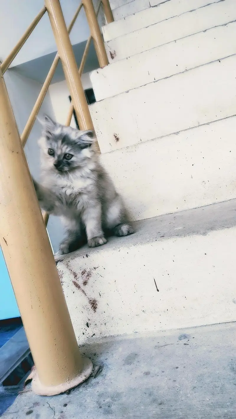 Smokey Persian kitten for sale — photo 3