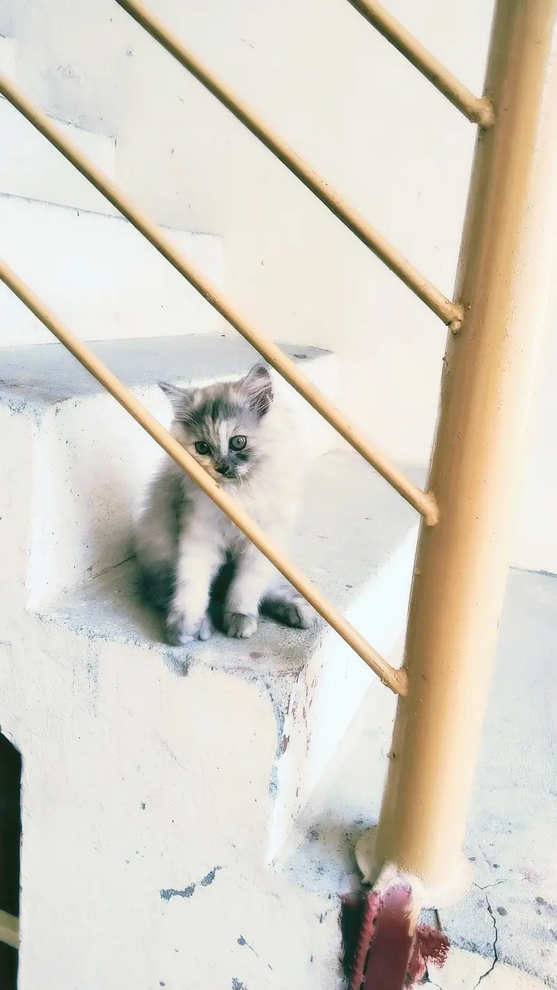 Smokey Persian kitten for sale — photo 4