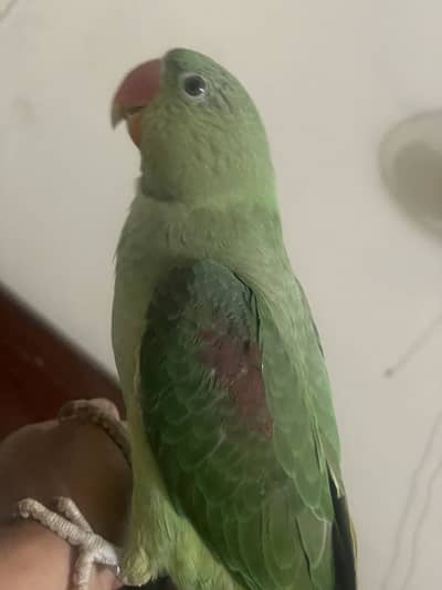Raw parrot