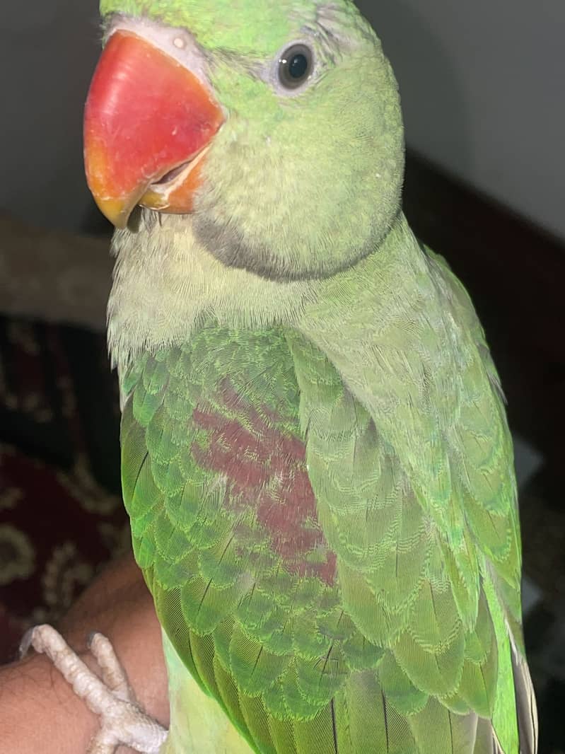 Raw parrot 1