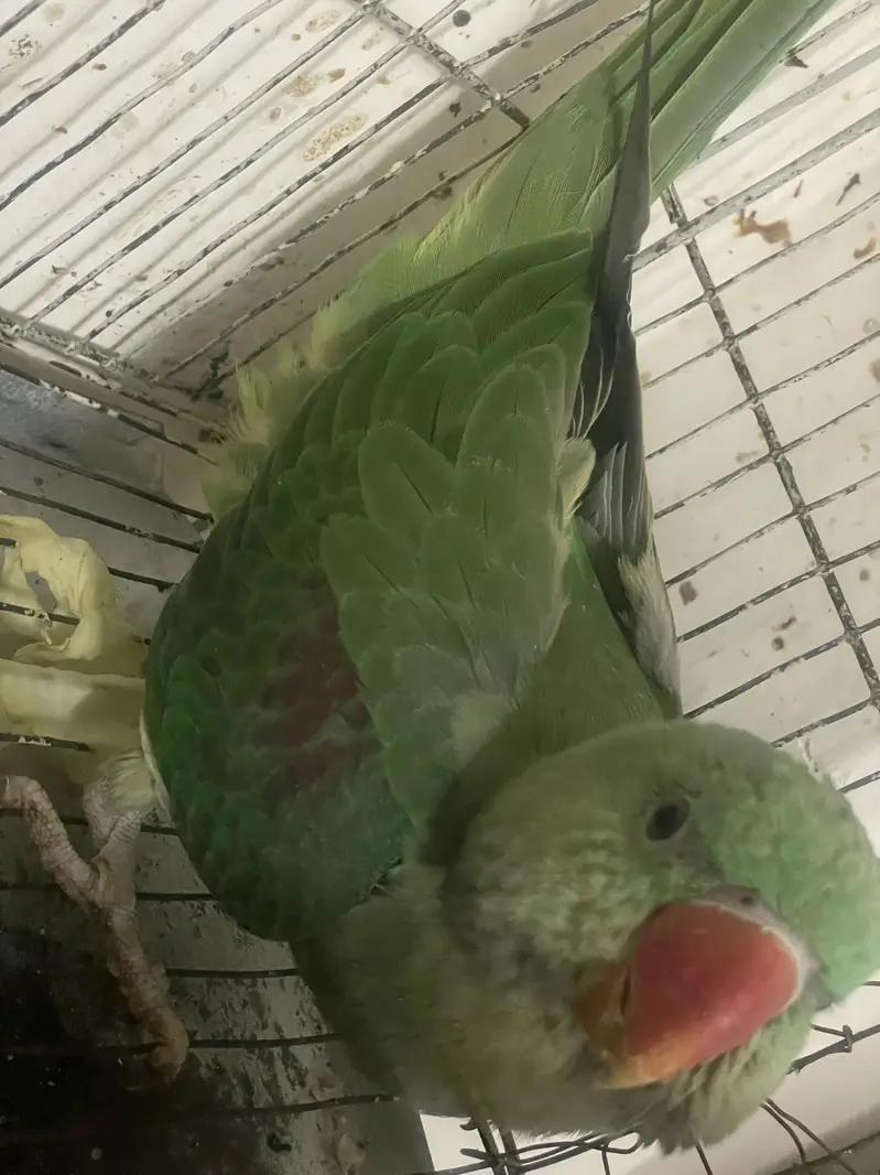 Raw parrot — photo 4