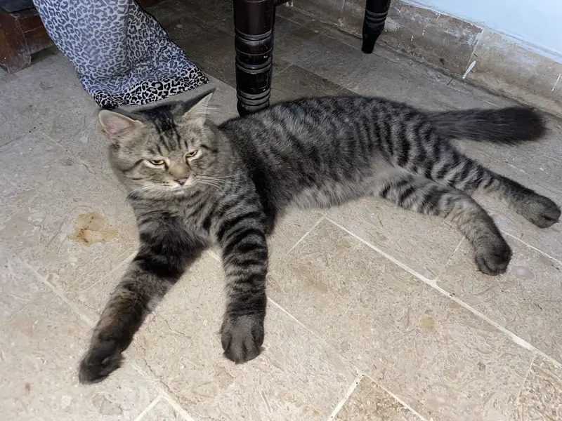 Healthy Long-Coat Male Cat 10 Months (Vaccinated) Home Raised-Trained — photo 3