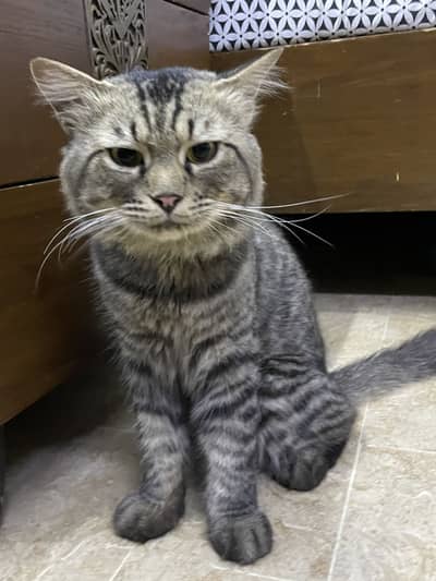 Healthy Long-Coat Male Cat 10 Months (Vaccinated) Home Raised-Trained