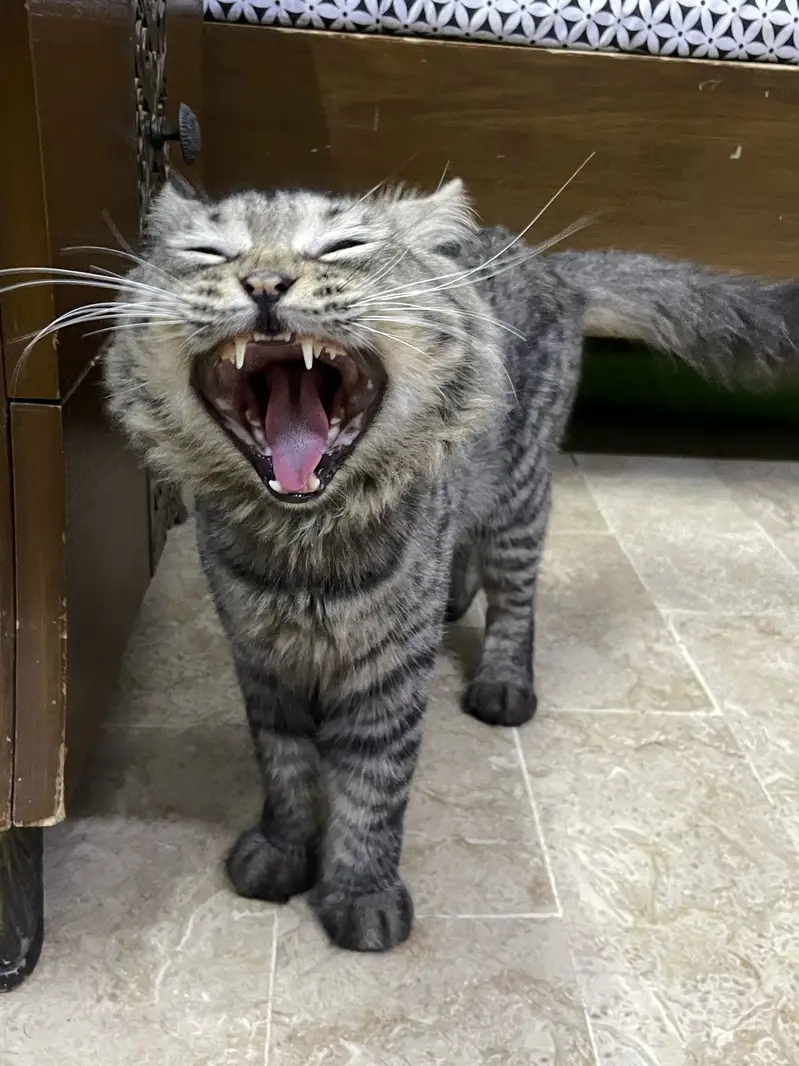 Healthy Long-Coat Male Cat 10 Months (Vaccinated) Home Raised-Trained — photo 2