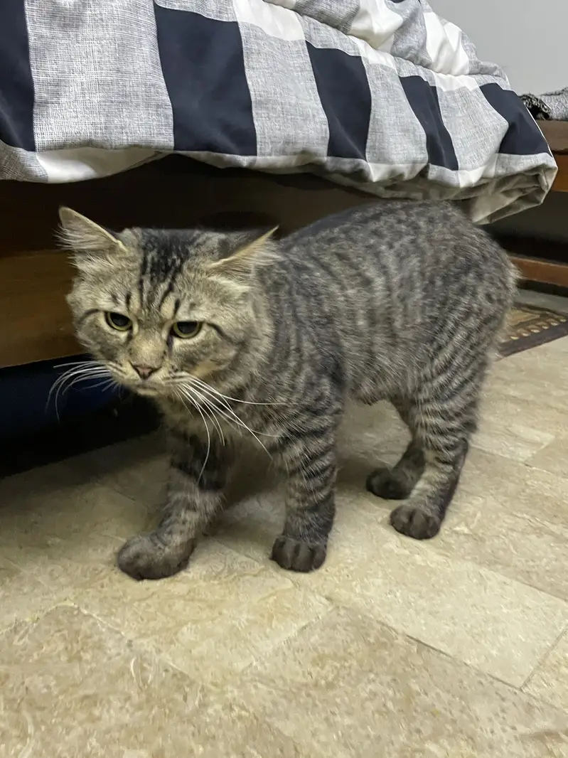 Healthy Long-Coat Male Cat 10 Months (Vaccinated) Home Raised-Trained — photo 4