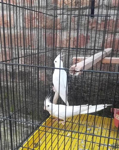 Eno cocktail breeder pair  for sale 03350763912