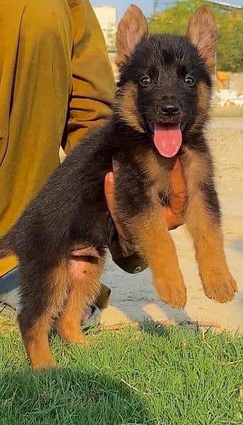 German shepherd long cout mail 2 mahnt for sale active and healthy