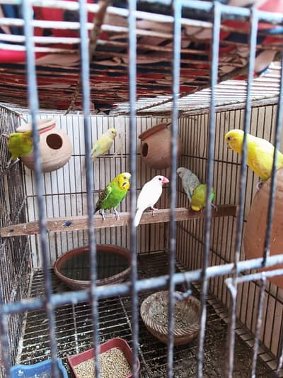 parrots