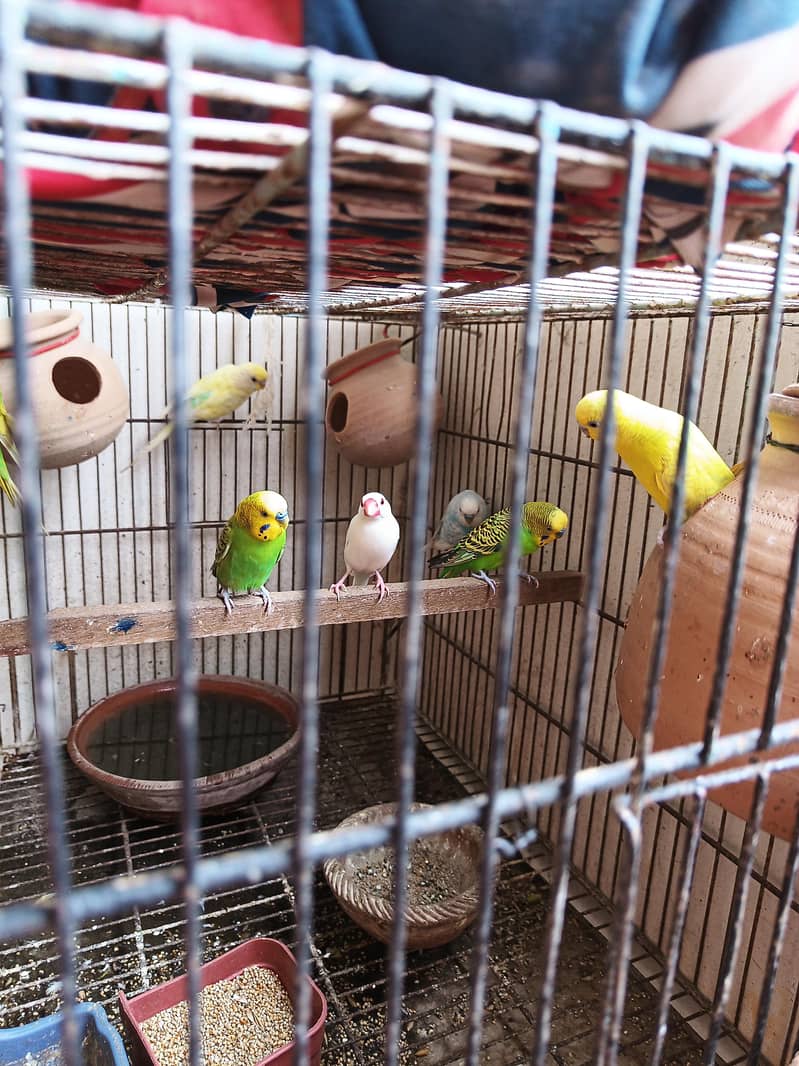 stalian 3 pair 1 finch white color pinjry KY Sath for sale 1