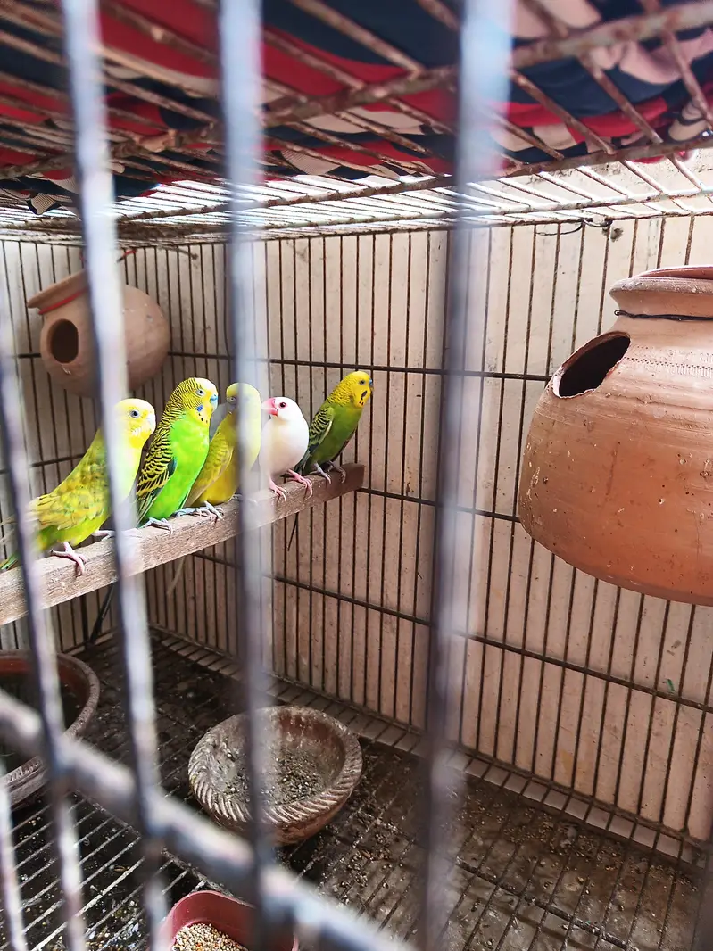 stalian 3 pair 1 finch white color pinjry KY Sath for sale — photo 3