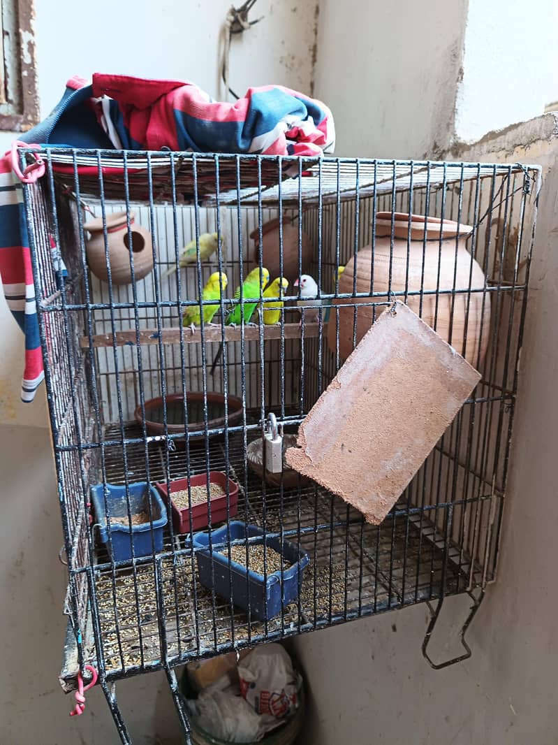 stalian 3 pair 1 finch white color pinjry KY Sath for sale 3