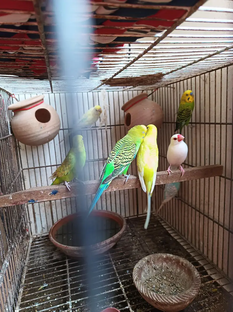 stalian 3 pair 1 finch white color pinjry KY Sath for sale — photo 5