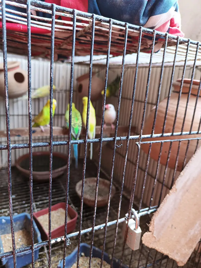 stalian 3 pair 1 finch white color pinjry KY Sath for sale — photo 6