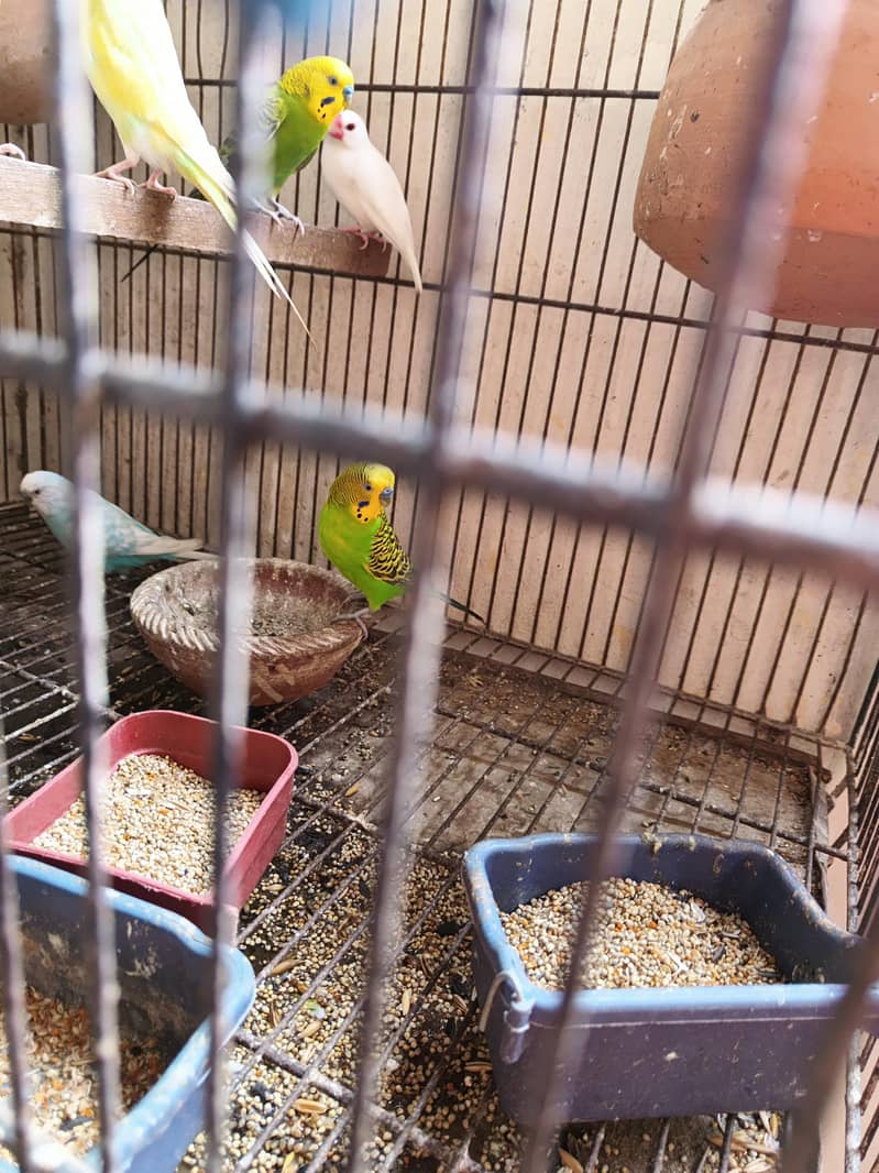 stalian 3 pair 1 finch white color pinjry KY Sath for sale 6