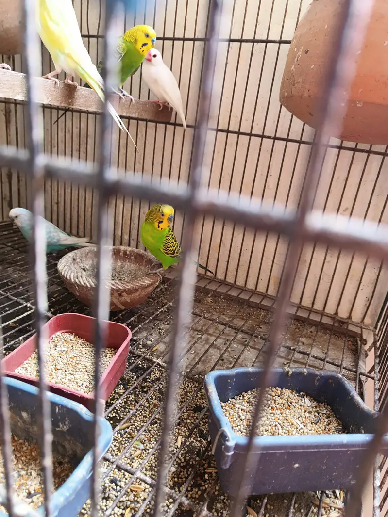 stalian 3 pair 1 finch white color pinjry KY Sath for sale — photo 7