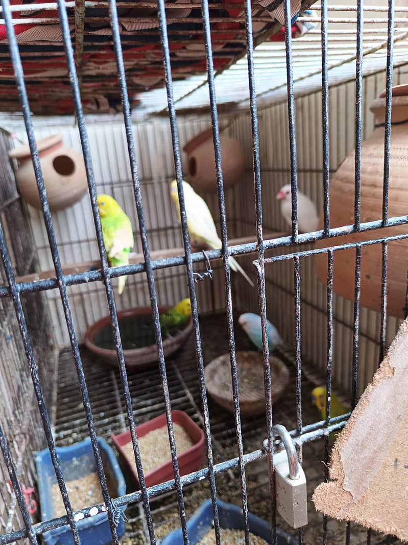 stalian 3 pair 1 finch white color pinjry KY Sath for sale 7