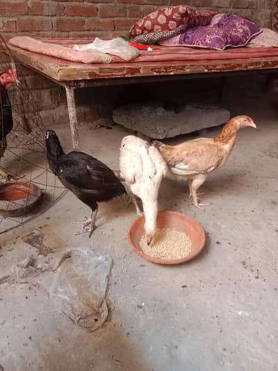 chicken for sale urgent