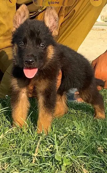 German shepherd long cout mail 2 mahnt for sale active and healthy