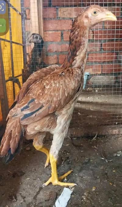 one Aseel Murghi and cages Sell v low price