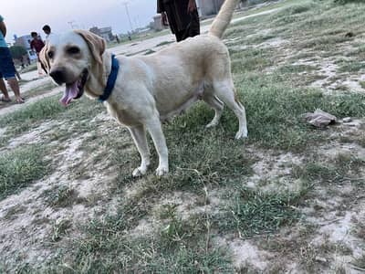 Labrador Female Dog Available