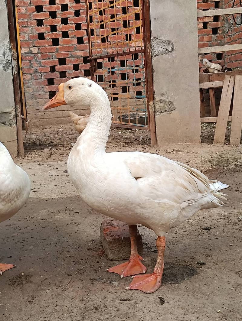 ALL DUCKS AVAILABLE 1