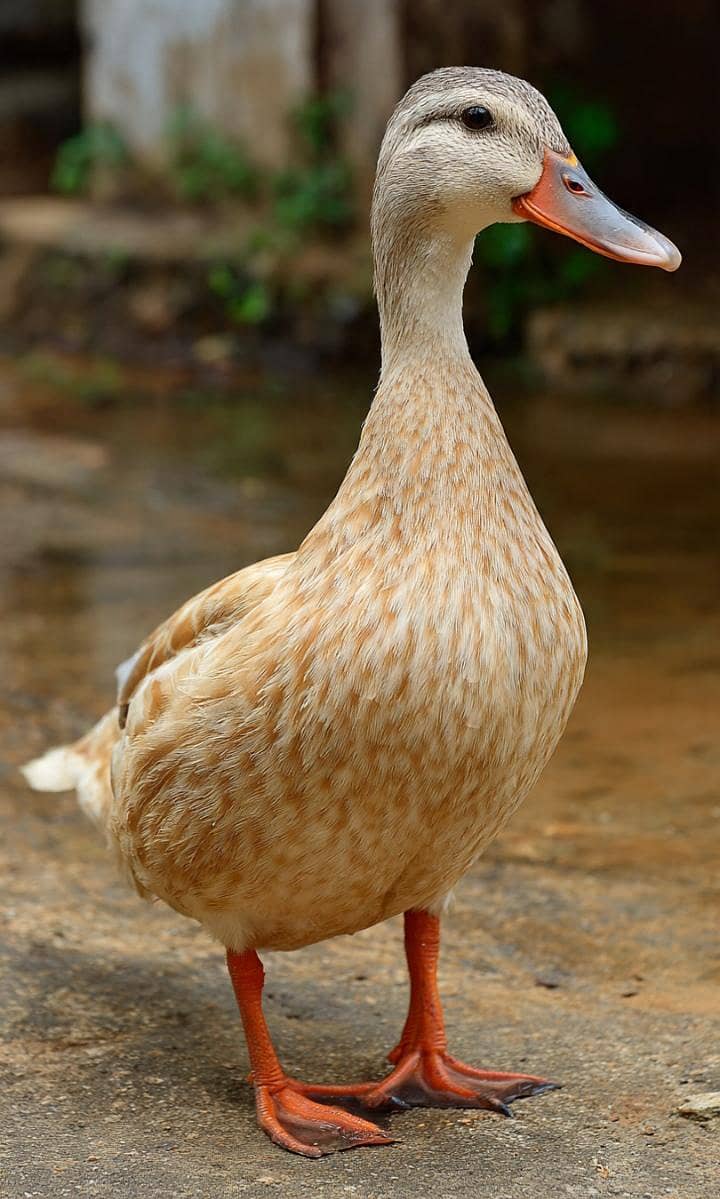 ALL DUCKS AVAILABLE 2