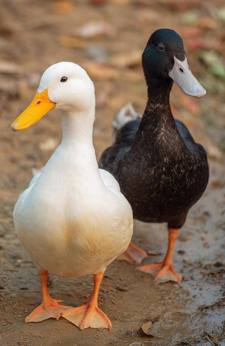 ALL DUCKS AVAILABLE 3