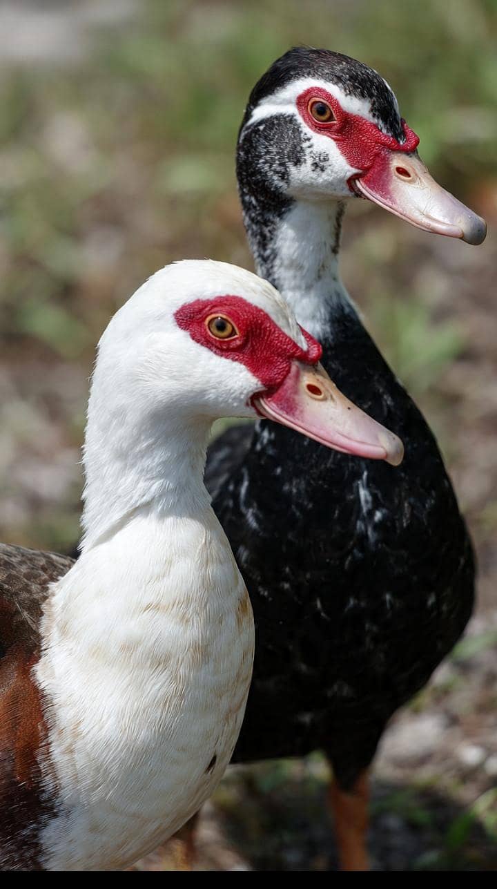 ALL DUCKS AVAILABLE 4