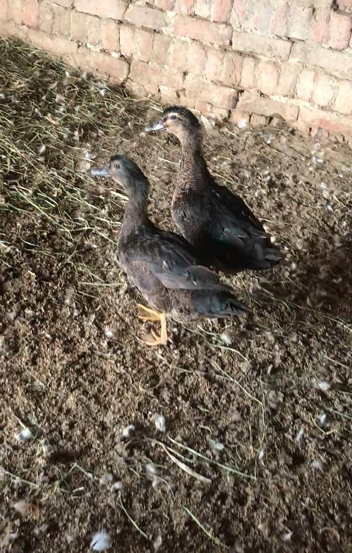 ALL DUCKS AVAILABLE 5
