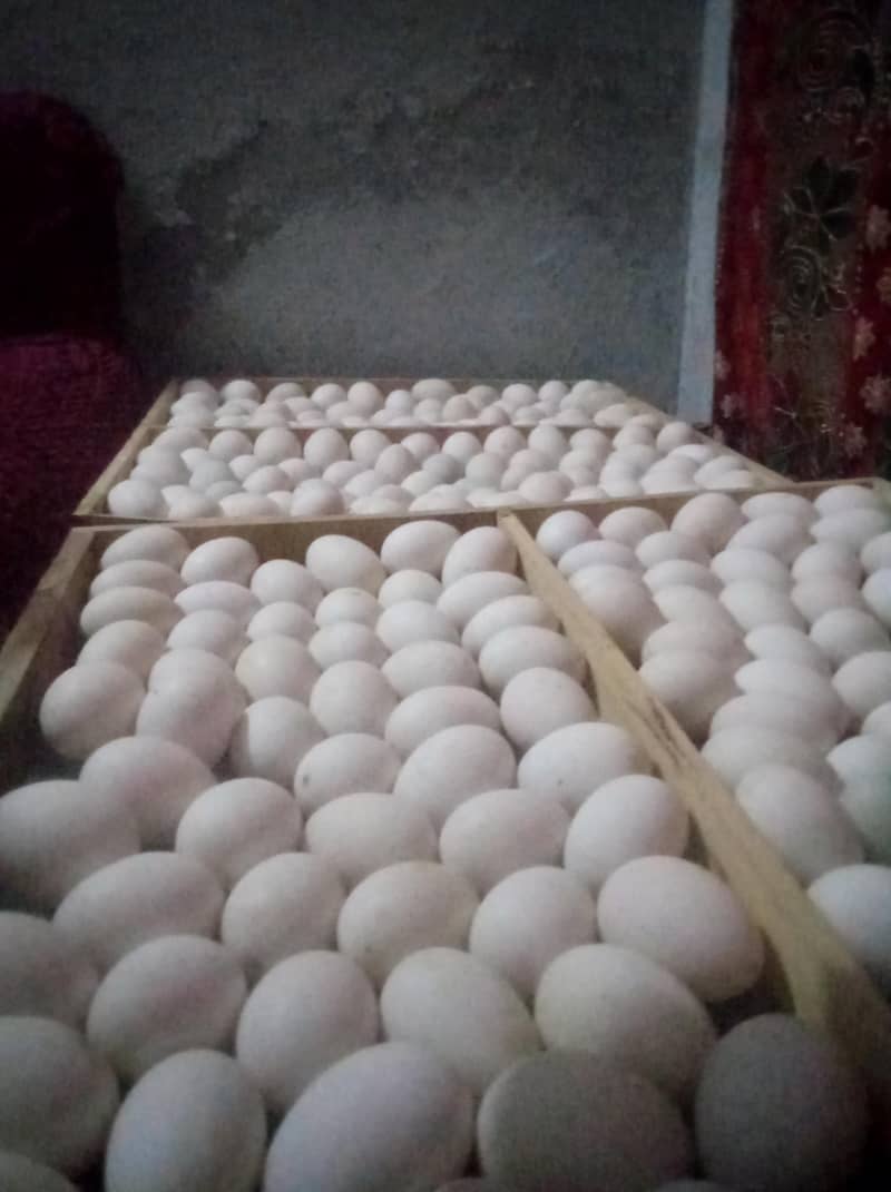 ALL DUCKS AVAILABLE 8