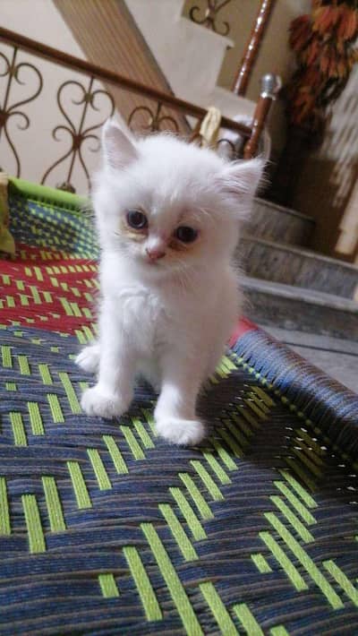 Persian kittens